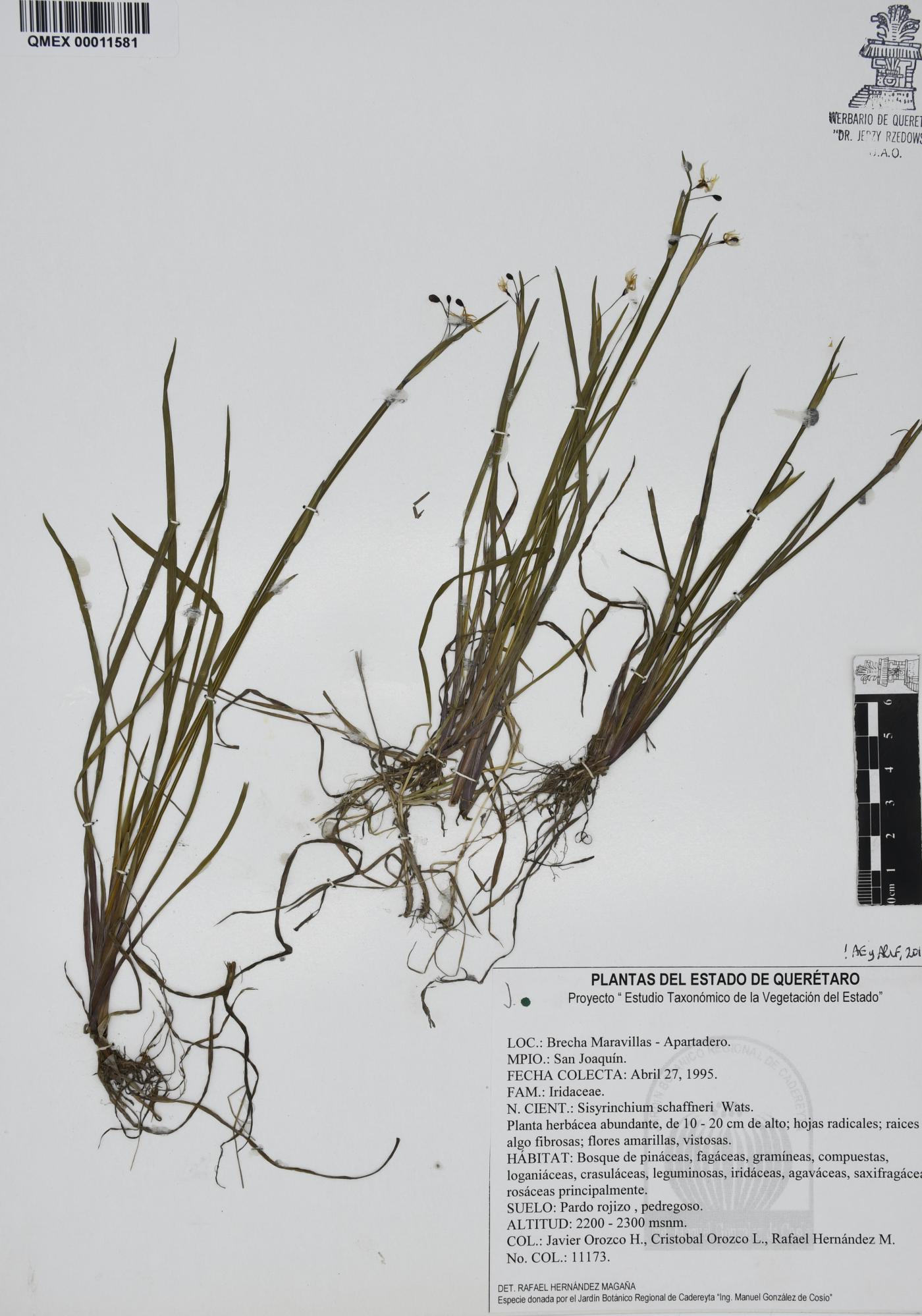 Sisyrinchium schaffneri image